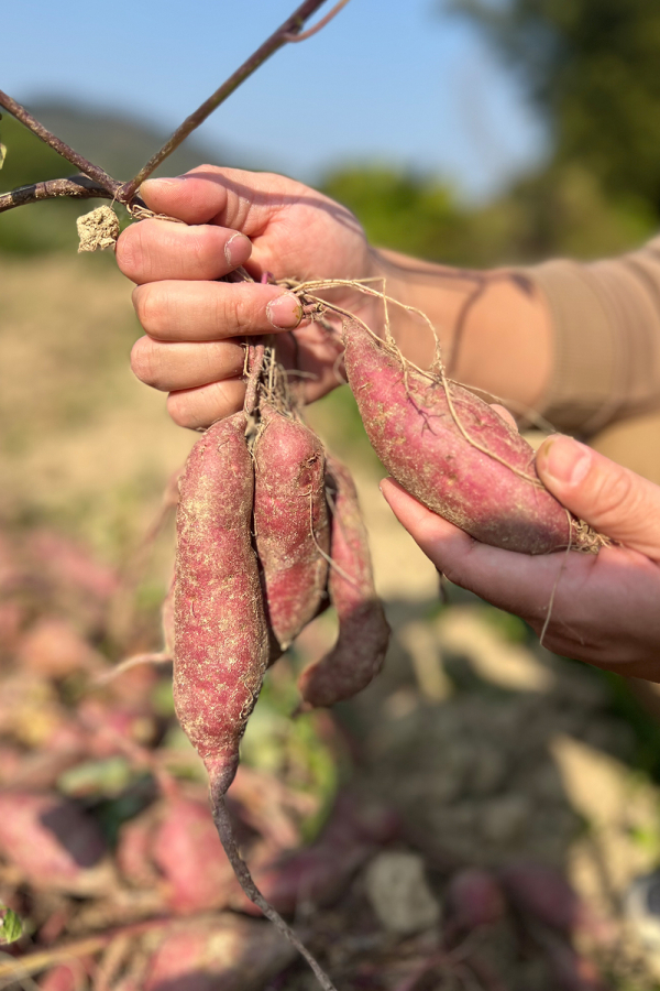 冰淇淋一点红番薯5斤装