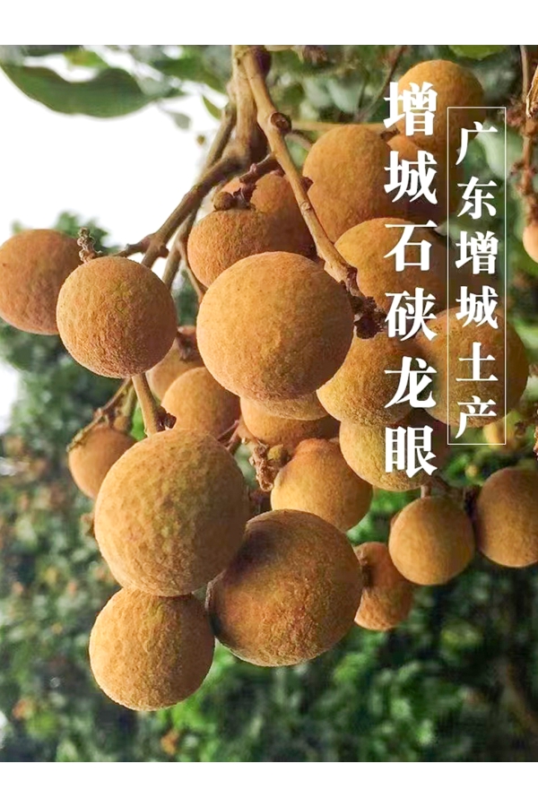 (广东省外)5斤装增城仙村石硖龙眼顺丰包邮